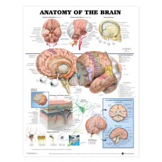 Anatomy of the Brain Chart 20 w x 26 h