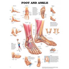 The Foot & Ankle Chart