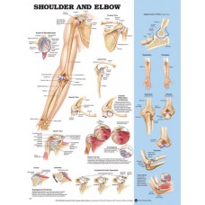 Shoulder/Elbow Chart 20 w X 26 h